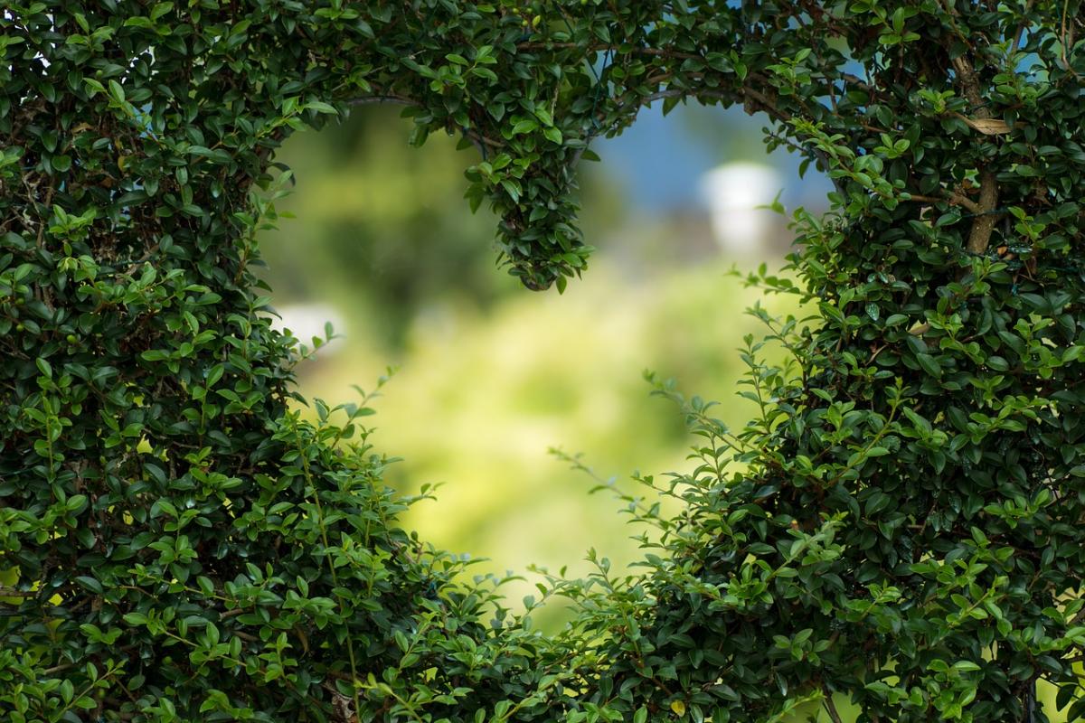 coeur découpé dans une haie