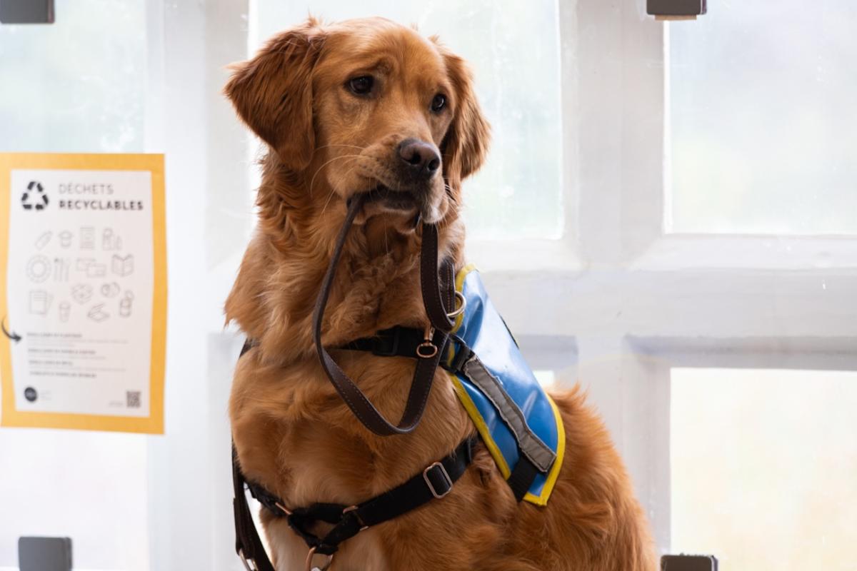 Upson, chien guide en formation